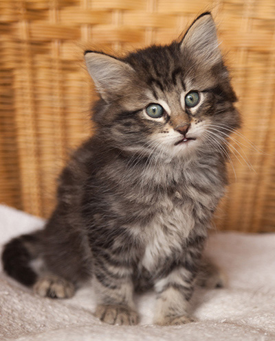Ivar - 7 weeks old