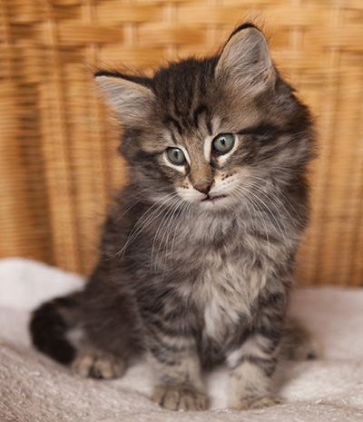 Ivar - 7 weeks old