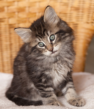 Ivar - 7 weeks old