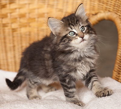 Ivar - 7 weeks old