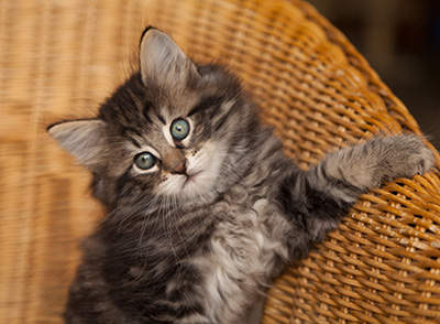 Ivar - 7 weeks old