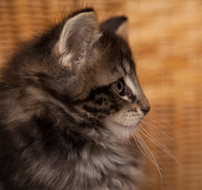 Ivar - 7 weeks old