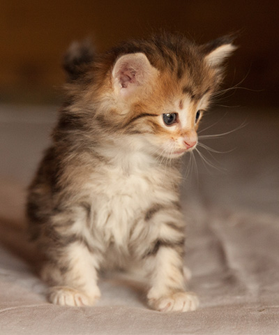 Jack - 5 weeks old