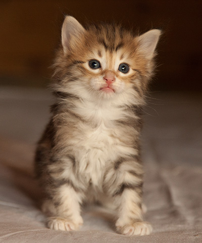 Jack - 5 weeks old