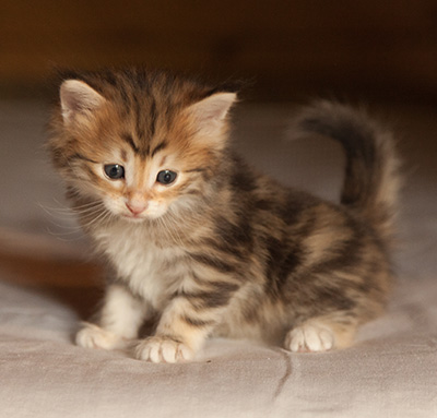Jack - 5 weeks old