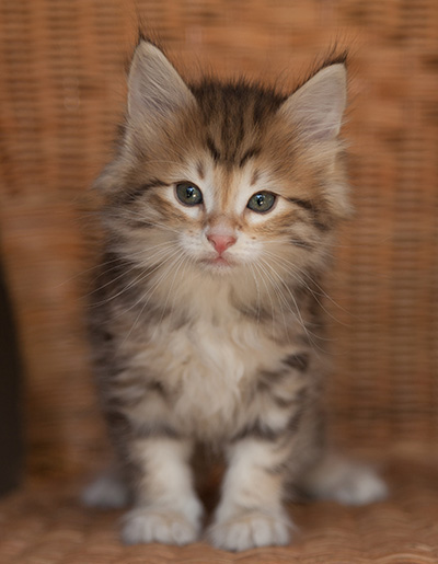 Jack - 7 weeks old
