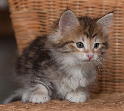 Jack - 7 weeks old
