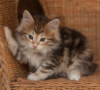 Jack - 7 weeks old