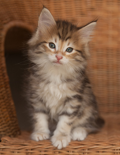 Jack - 7 weeks old
