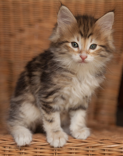 Jack - 7 weeks old