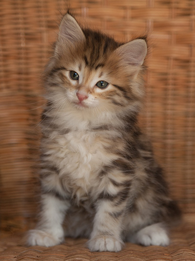 Jack - 7 weeks old