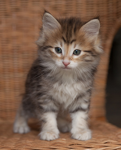 Jack - 7 weeks old