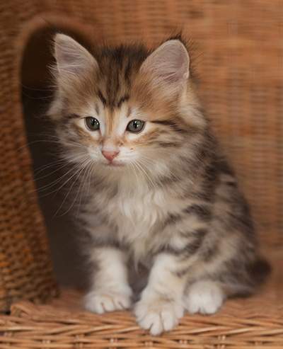 Jack - 7 weeks old
