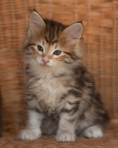 Jack - 7 weeks old