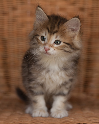 Jack - 7 weeks old