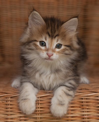 Jack - 7 weeks old