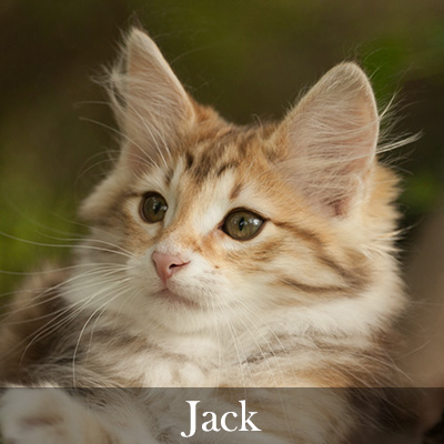 Jack