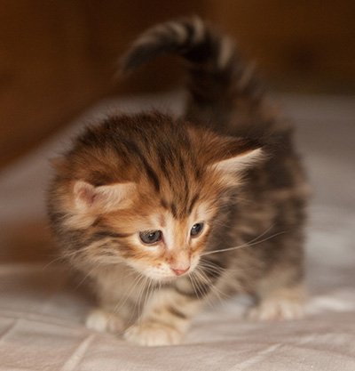 Jessie - 5 weeks old