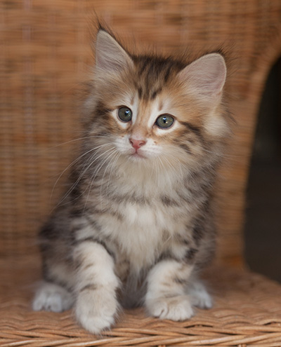 Jessie - 7 weeks old