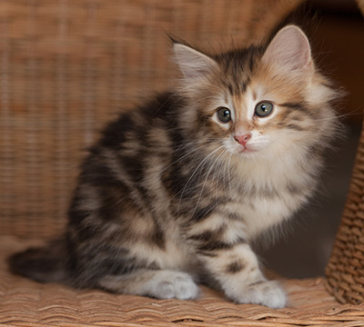 Jessie - 7 weeks old