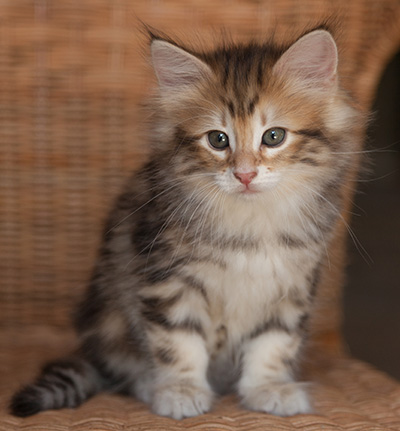 Jessie - 7 weeks old