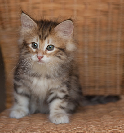 Jessie - 7 weeks old