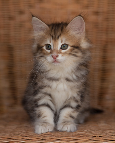 Jessie - 7 weeks old