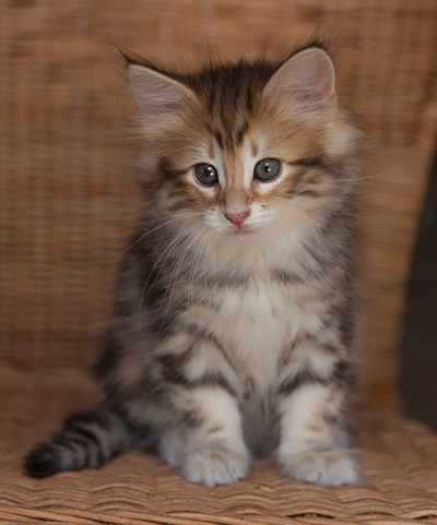 Jessie - 7 weeks old