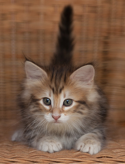 Jessie - 7 weeks old