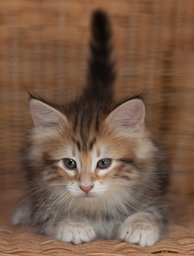 Jessie - 7 weeks old
