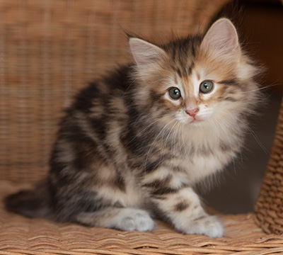 Jessie - 7 weeks old