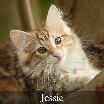 Jessie