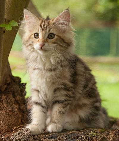 Jodie - 12 weeks old