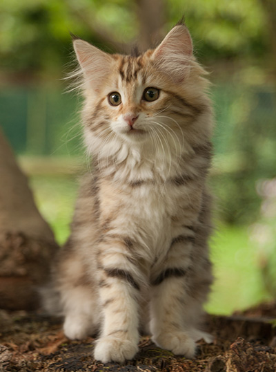 Jodie - 12 weeks old