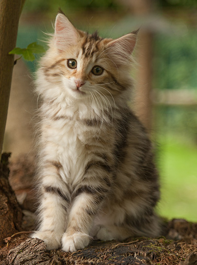 Jodie - 12 weeks old
