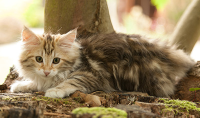 Jodie - 12 weeks old