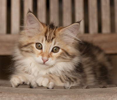 Jodie - 12 weeks old