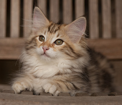 Jodie - 12 weeks old