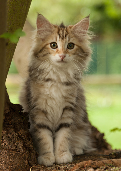 Jodie - 12 weeks old
