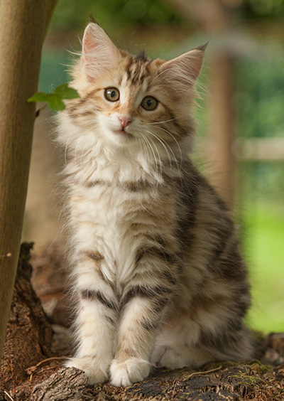 Jodie - 12 weeks old