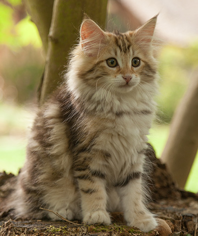 Jodie - 12 weeks old
