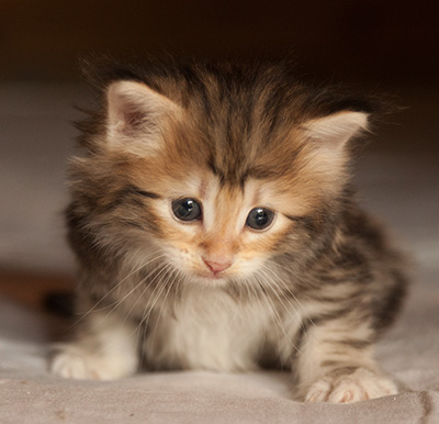 Jodie - 5 weeks old