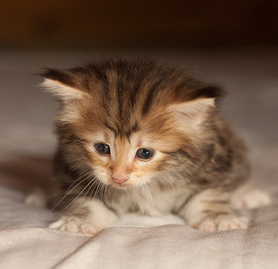 Jodie - 5 weeks old