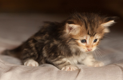 Jodie - 5 weeks old
