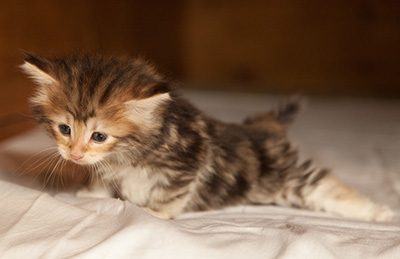 Jodie - 5 weeks old