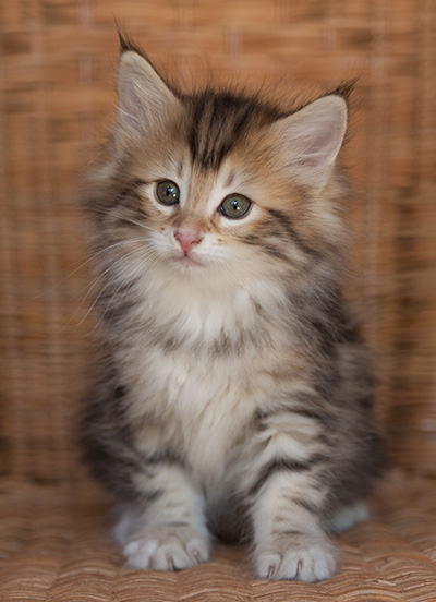 Jodie - 7 weeks old
