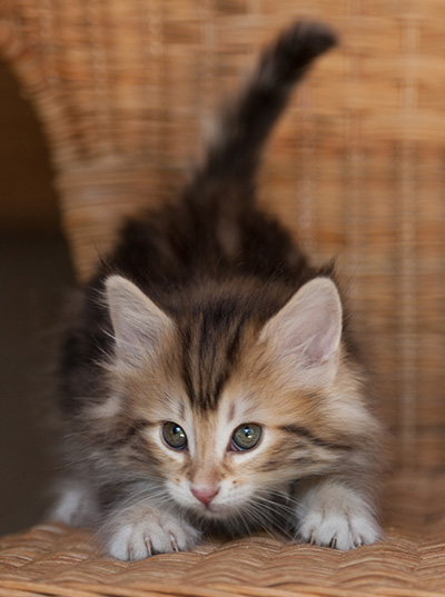 Jodie - 7 weeks old