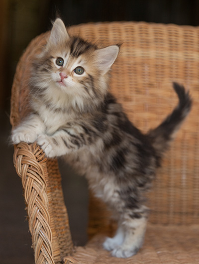Jodie - 7 weeks old