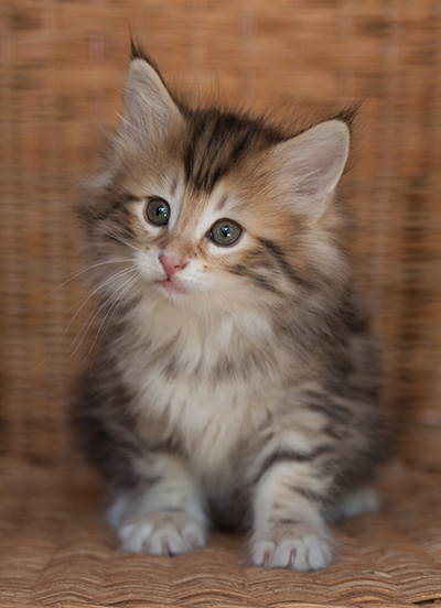 Jodie - 7 weeks old