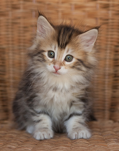 Jodie - 7 weeks old